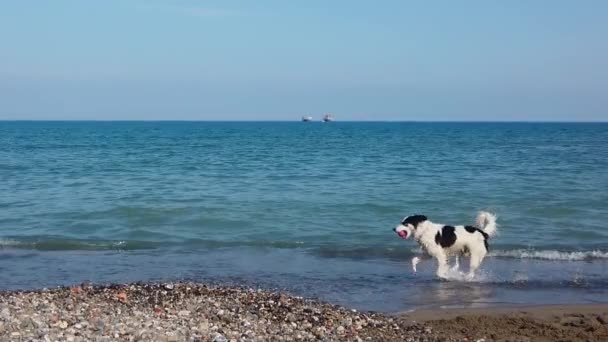 Perro Corriendo Playa Slow Motion — Vídeos de Stock