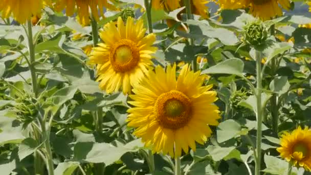 Blommande Solrosfält Oljehaltigt Gröda — Stockvideo