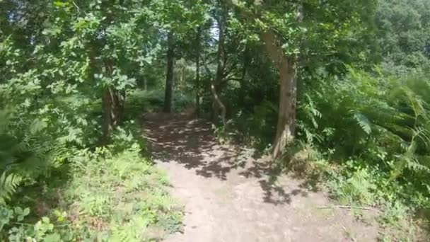 First Person View Walk Woodland Path Leafy Green Forest Summer — Stock Video