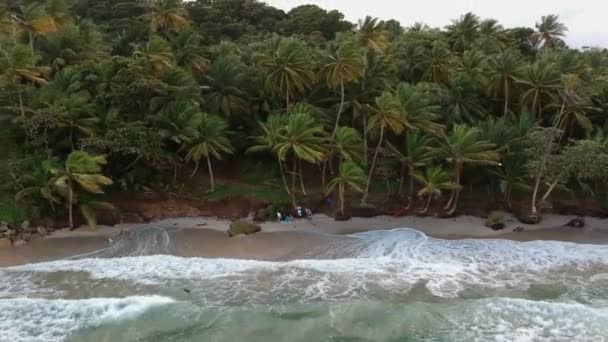 Een Kuststrand Met Palmbomen Langs Kustlijn — Stockvideo