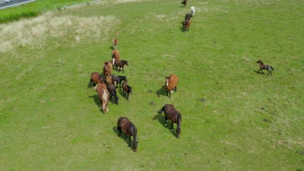 Otlakta Otlayan Atlar Kahverengi Atlar Sürüsi Ile Yeşil Manzaranın Havadan — Stok video