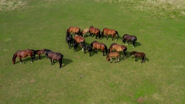 Hästar Bete Bete Luftutsikt Över Grönt Landskap Med Flock Bruna — Stockvideo