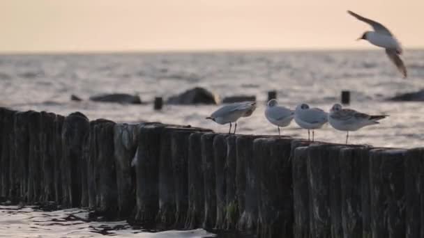 Möwen Beim Sonnenuntergang Der Ostsee Beobachten — Stockvideo