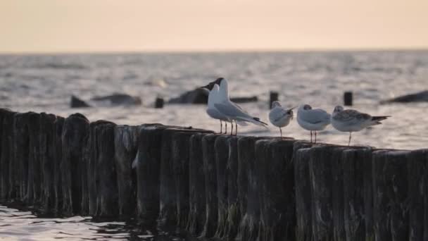 Ver Algunas Gaviotas Disfrutando Puesta Sol Mar Báltico Cámara Lenta — Vídeos de Stock