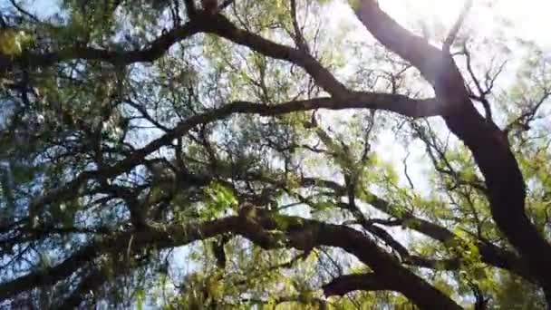 Περπατώντας Ανάμεσα Στα Δέντρα Μια Ηλιόλουστη Μέρα — Αρχείο Βίντεο