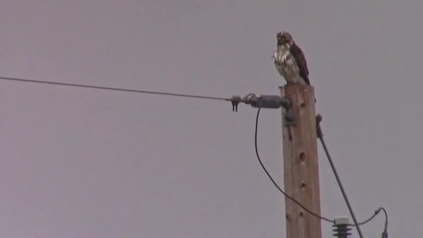 Amsel Belästigt Einen Regennassen Falken Der Auf Einem Strommast Sitzt — Stockvideo