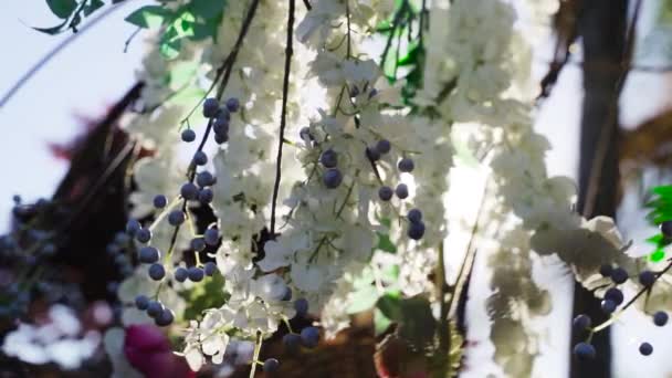 Primer Plano Del Sol Asomándose Través Flores Blancas Decorativas Arándanos — Vídeo de stock