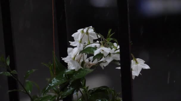 Ijsdruppels Raken Een Witte Bloem Tijdens Een Hagel Een Balkon — Stockvideo