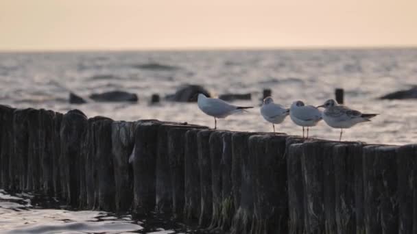 Beobachten Sie Ein Paar Möwen Nahaufnahme Die Den Sonnenuntergang Der — Stockvideo