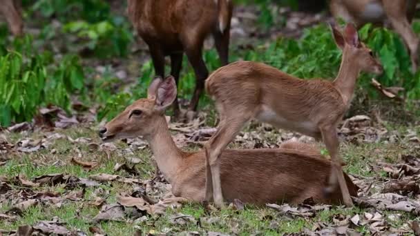 Eld Deer Endangered Species Due Habitat Loss Hunting Friendly Approachable — Stock Video