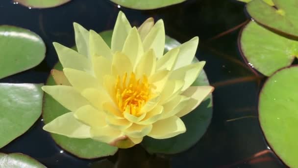 Żółty Kwiat Lotosu Pływający Zielonym Tle Podkładki Lilii — Wideo stockowe