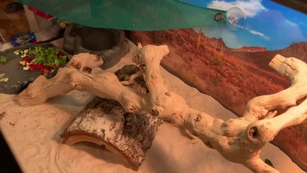 Pet Bearded Dragon Eating Live Crickets — Stock Video