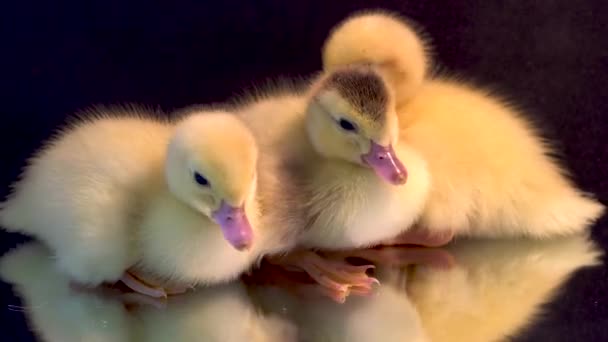 Three Newborn Muscovy Ducklings Snuggle Together Jostle Eachother — Stock Video