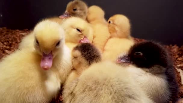 Grupo Fuzzy Lindo Recién Nacido Moscovy Ducklings Acurrucarse Juntos — Vídeos de Stock