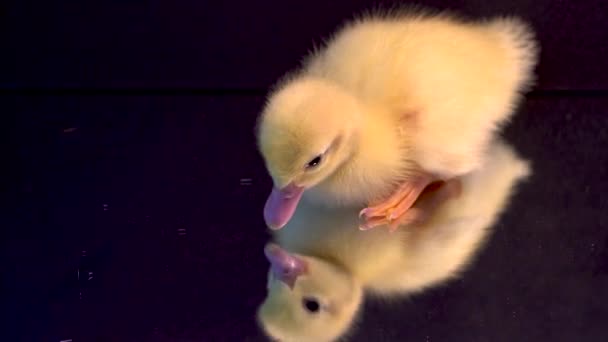 Adorable Baby Yellow Duckling Looks Reflection Black Mirror Glass — Stock Video