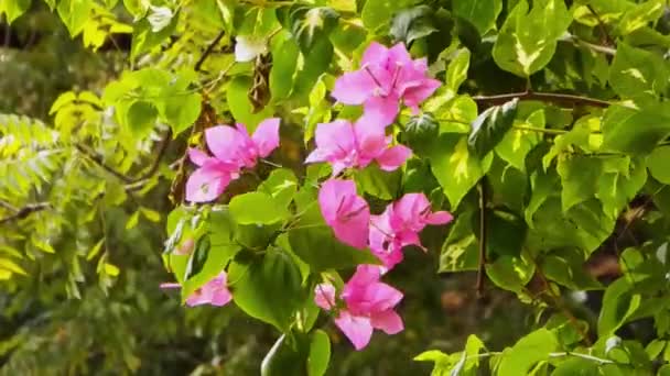 Eine Blüte Der Bougainvillea Wiegt Sich Wind — Stockvideo