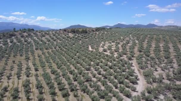 Spanya Nın Güneyinde Zeytin Ağaçlarıyla Çevrili Bir Tepenin Havadan Çekilmiş — Stok video