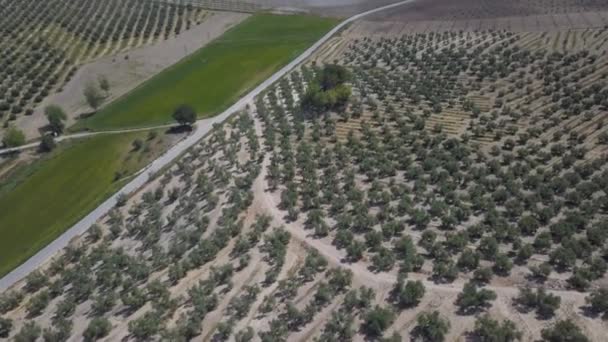 Luftaufnahme Einer Straße Der Spanischen Landschaft Umgeben Von Olivenfeldern — Stockvideo