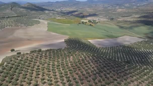 Spanya Nın Güneyindeki Zeytin Sahalarının Panoramik Görüntüsü — Stok video