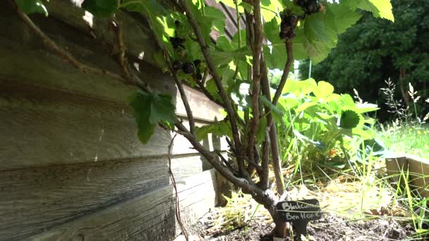 夏天的时候 在花园里种黑醋栗和一些黑醋栗准备采摘 — 图库视频影像
