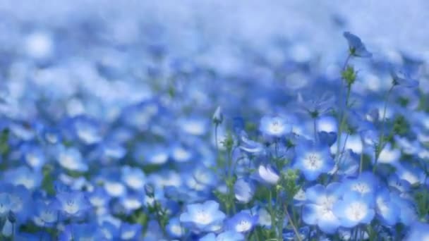 Primer Plano Zoom Blue Nemophila Flower Blue Spring Flower Azul — Vídeos de Stock