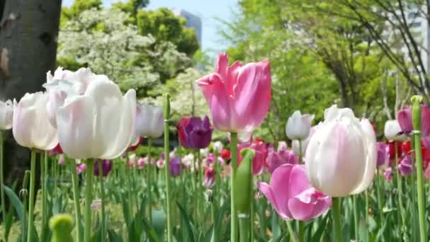 Campo Flor Tulipán Hibiya Park Garden Tokio Japón Verano Primavera — Vídeos de Stock