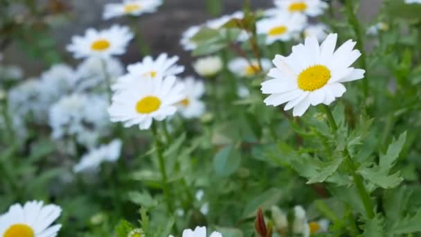 Bunga Bunga Daisy Putih Dengan Serbuk Sari Kuning Antara Pohon — Stok Video