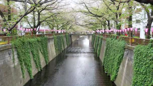 Vista Canal Verde Área Nakameguro Tóquio Japão Época Primavera Após — Vídeo de Stock