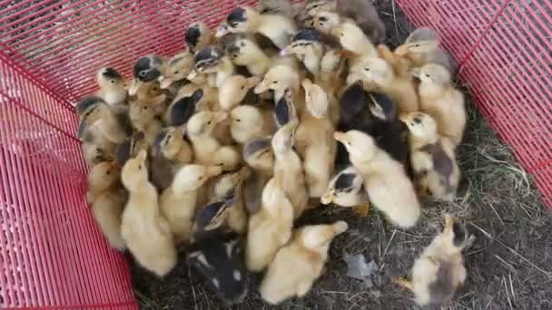 Pequenos Patos Água Recém Eclodidos — Vídeo de Stock