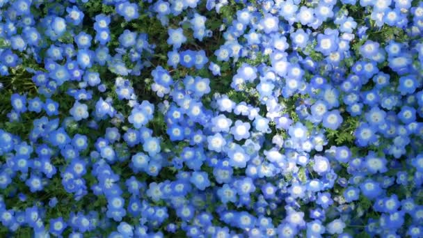 Field Blue Nemophila Flower Kék Tavaszi Virág Hibiya Park Garden — Stock videók