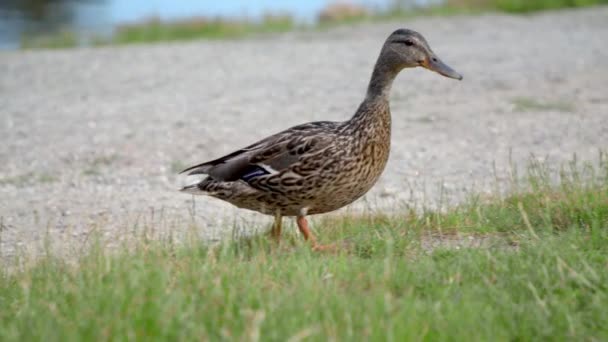 Vrouwelijke Mallard Eend Loopt Gras Zoek Naar Voedsel Medium Schot — Stockvideo