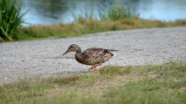 泥道を歩いているマガモのアヒル 地面につつく フルショット スローモーション — ストック動画