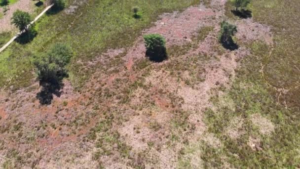 Vue Aérienne Sur Lande Ensoleillée Meinweg Pays Bas — Video