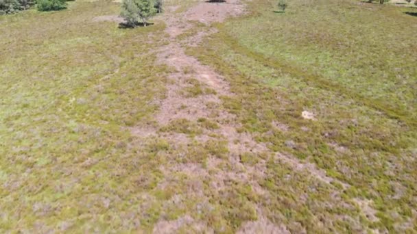 Vue Aérienne Sur Lande Ensoleillée Meinweg Pays Bas — Video