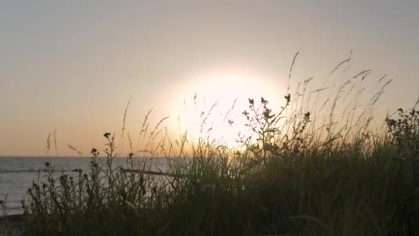 Kijkend Door Gras Struiken Terwijl Prachtige Romantische Zonsondergang Aan Kust — Stockvideo