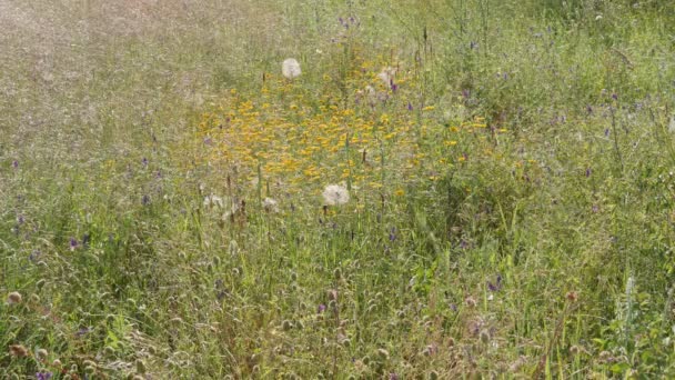 Flores Silvestres Hierbas Campo Verano Junio Todo Florece — Vídeo de stock