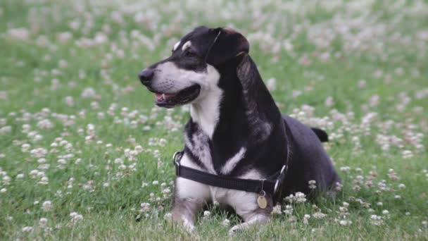 Ένα Χαρούμενο Σκυλί Χαλαρώνει Στο Γρασίδι Μια Ζεστή Καλοκαιρινή Μέρα — Αρχείο Βίντεο
