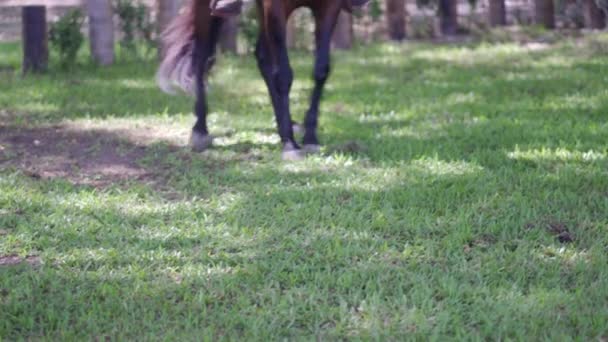 Wyszkolony Koń Tańczący Trawie Zbliżenie — Wideo stockowe