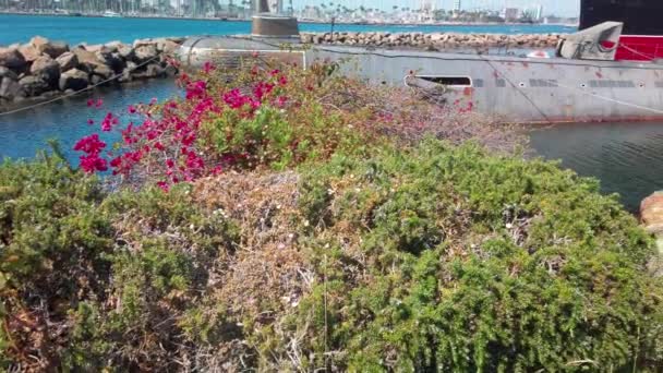 Ganske Rosa Blomster Vokser Foran Ubåt Enormt Skip Stål – stockvideo