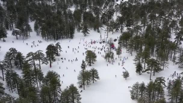 Sneeuwbergen Dennenbossen Middellandse Zee — Stockvideo