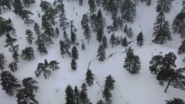 Snöberg Och Tallskog Medelhavet — Stockvideo