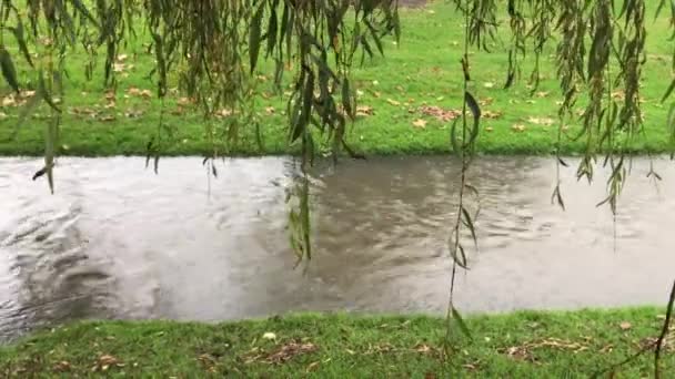 日中にいくつかの柳の木の下の緑の草の銀行の間の嵐の排水に沿って流れる茶色の泥だらけの雨 — ストック動画