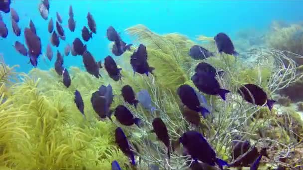Flock Fish Surgeon Fish Swim Yellow Algae — Stock Video