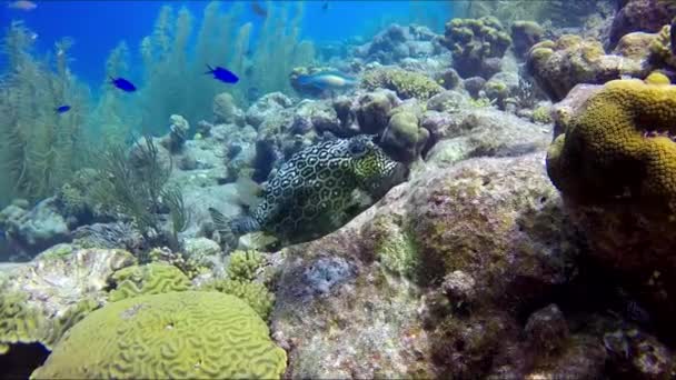 ハニカム カウフィッシュ Acanthostacion Polygonia 泳いでいる ダイビングツアー中に発見されたハニカムのような色の魚 — ストック動画