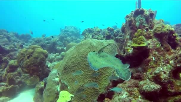 Flatfish Forward Swimming Found Diving Tour — Stock Video