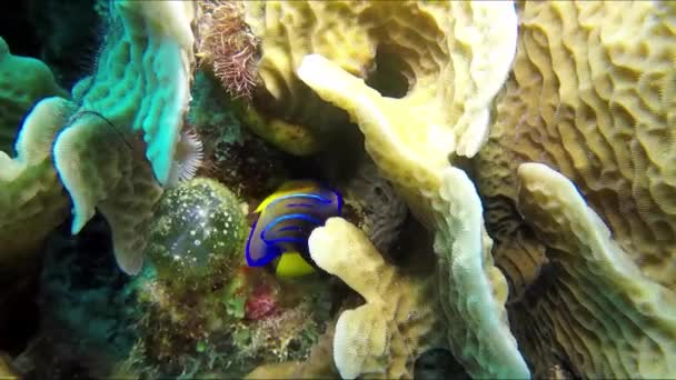 Peces Tropicales Azules Amarillos Corales Naturaleza Buceo — Vídeo de stock