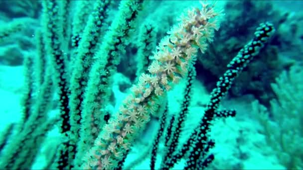 Diving Ocean Close Black Coral Polyp Light Blue Background — Stock Video