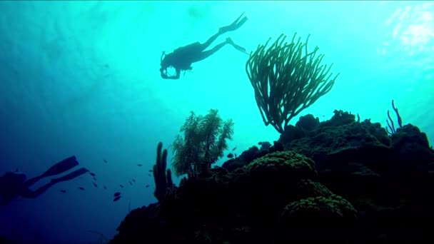 Grupo Buceadores Explorando Arrecife Sombras Vista Abajo Azul Negro — Vídeo de stock