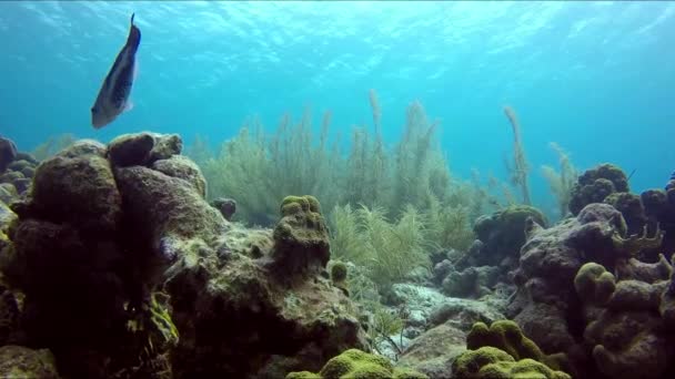 一条热带鱼咬着石头 珊瑚礁生物 — 图库视频影像