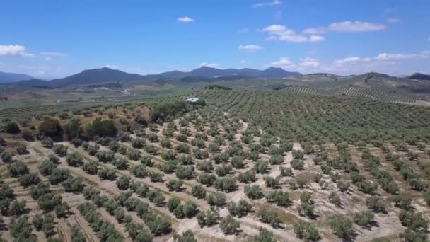 Veduta Aerea Campo Ulivi Nel Sud Della Spagna Con Una — Video Stock